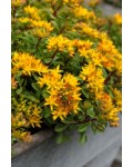 Очиток квітконосний Вейхенстефанер Голд | Sedum floriferum Weihenstephaner Gold | Очиток цветоносный Вейхенстефанер Голд